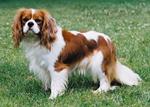 Cute King Charles Spaniel