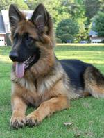 Cute King Shepherd dog