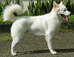 Cute Kintamani dog