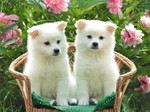 Cute Kishu dogs