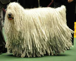 Cute Komondor dog