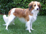 Cute Kooikerhondje dog