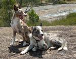 Cute Koolie dogs