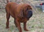 Cute Korean Mastiff