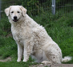 Cute Kuvasz dog