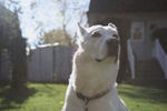 Cute Labrador Husky