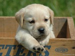 Cute Labrador Retriever puppy