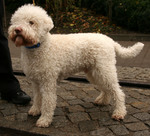 Cute Lagotto Romagnolo dog