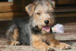 Cute Lakeland Terrier dog