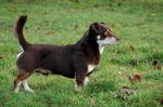 Cute Lancashire Heeler dog 