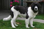 Cute Landseer dog