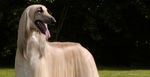 Cute light Afghan Hound