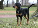 Cute Lithuanian Hound dog