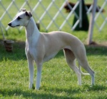 Cute Longhaired Whippet dog