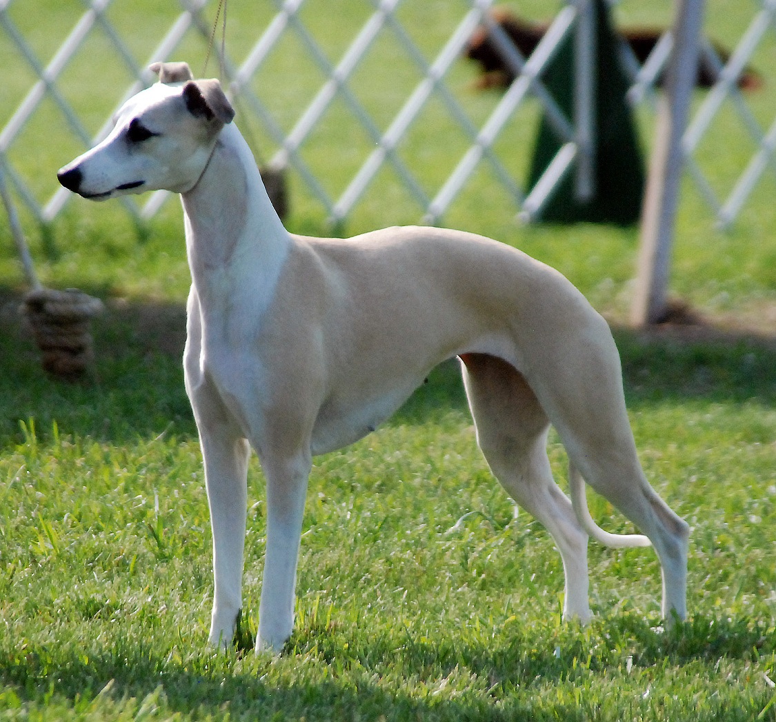 Are Whippets High Energy At Isabel Lacey Blog