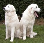 Cute Maremma Sheepdog dogs