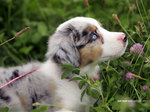 Cute Miniature Australian Shepherd dog
