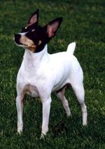 Cute Miniature Fox Terrier dog 