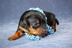 Cute Miniature Pinscher puppy