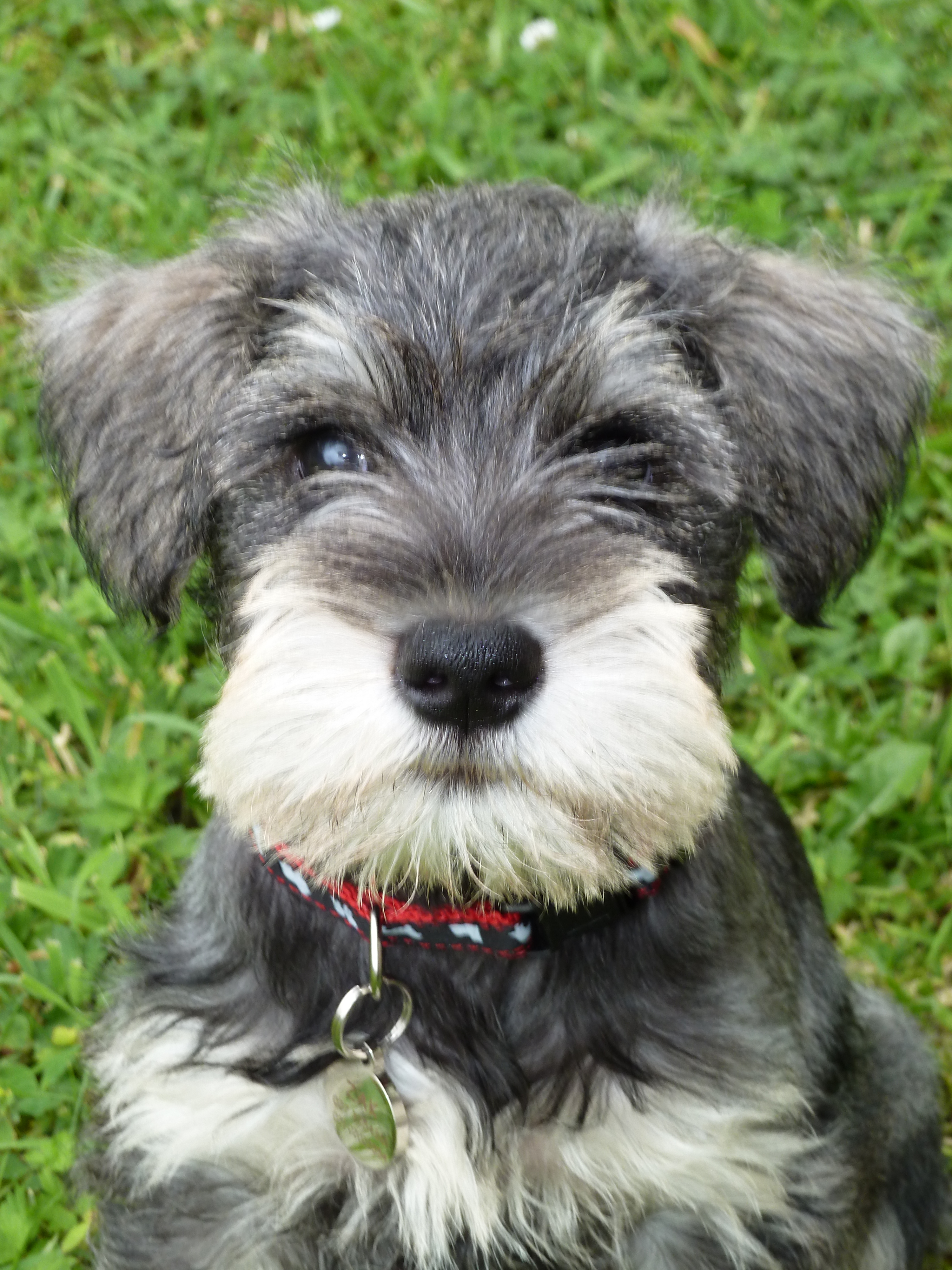 Miniature Schnauzer Dog Pictures At Jose Cheung Blog