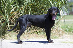 Cute Montenegrin Mountain Hound