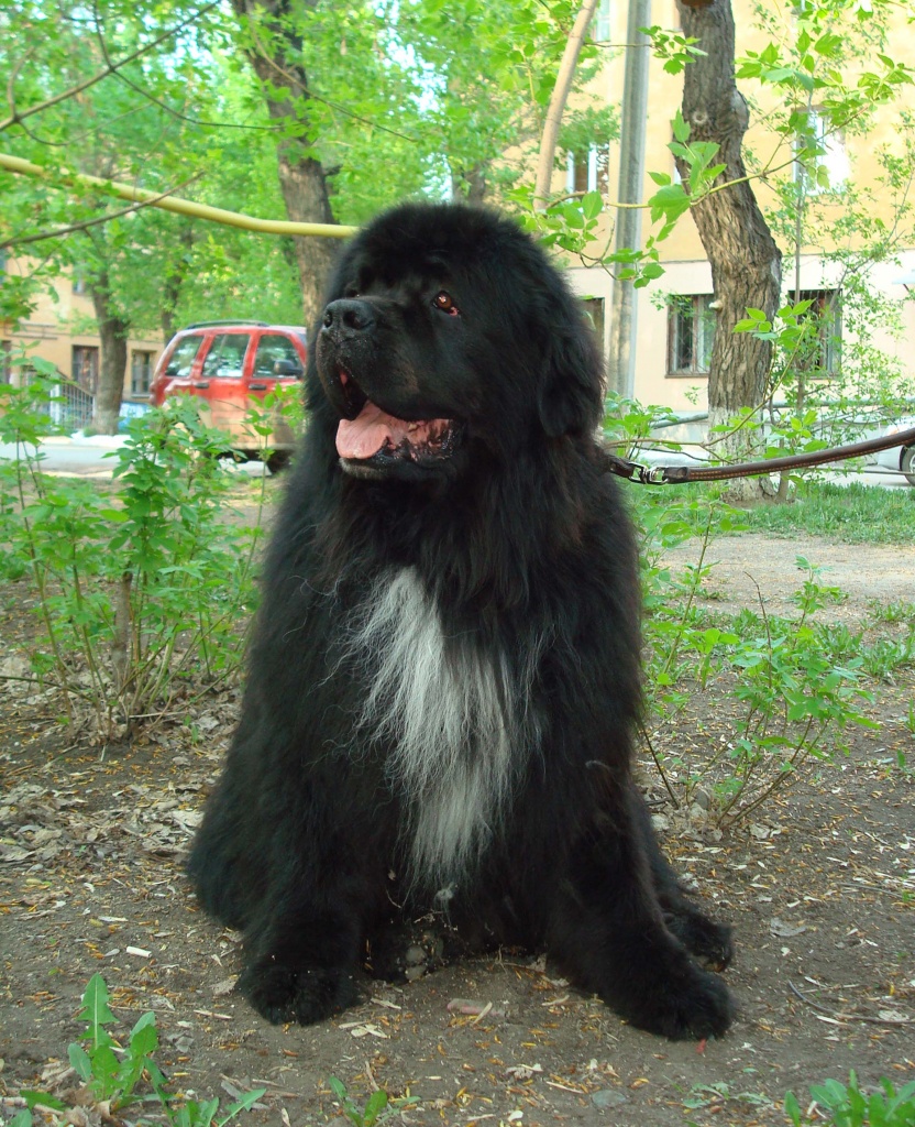 Симпатичная московская водяная собака фото