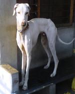 Cute Mudhol Hound dog