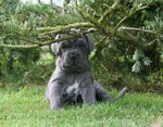 Cute Neapolitan Mastiff puppy