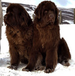 Cute Newfoundland dogs