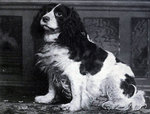 Cute Norfolk Spaniel