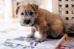 Cute Norfolk Terrier dog 