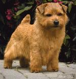 Cute Norfolk Terrier