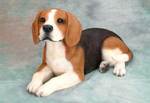 Cute North Country Beagles