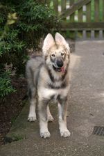 Cute Northern Inuit Dog puppy