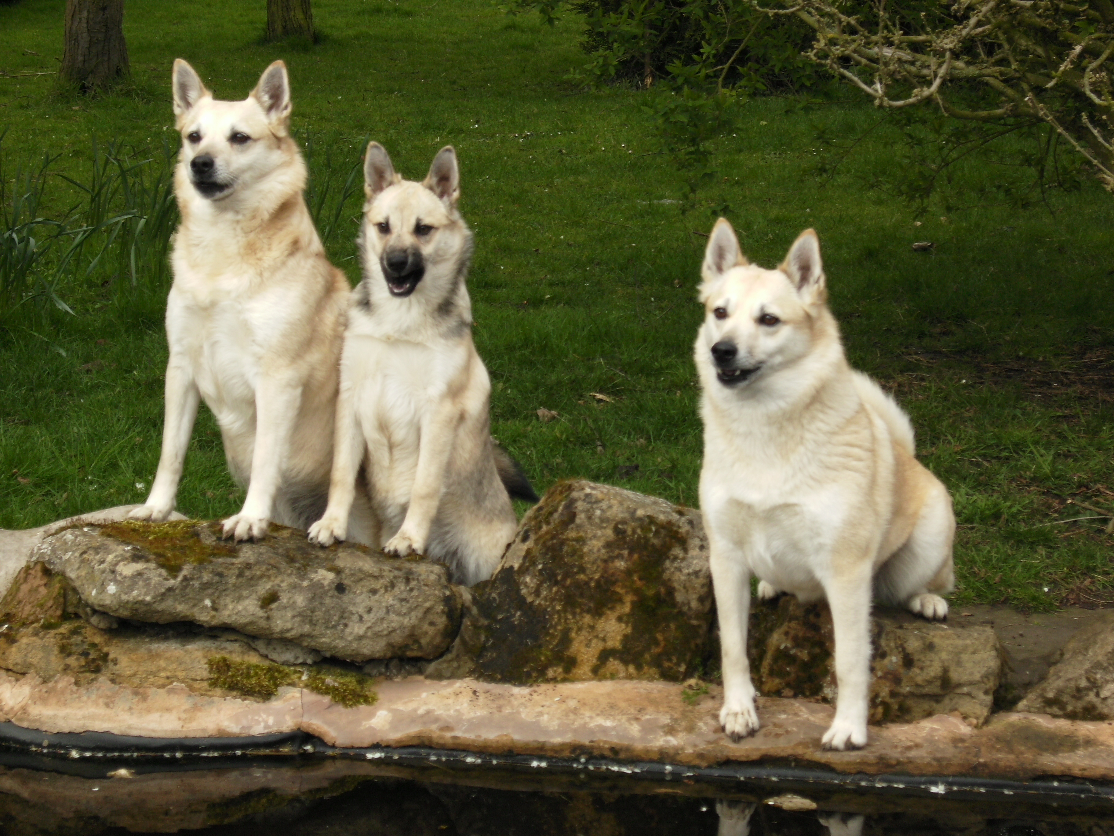 cute-norwegian-buhund-dogs-photo.jpg