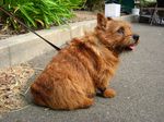 Cute Norwich Terrier