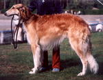 Cute Old Croatian Sighthound