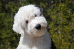 Cute Old English Sheepdog 