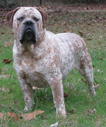 Cute Olde English Bulldogge