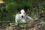 Cute Parson Russell Terrier dog