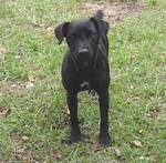 Cute Patterdale Terrier dog