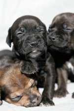 Cute Patterdale Terrier puppies