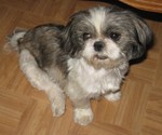 Cute Pekingese dog