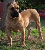 Cute Perro de Presa Canario dog