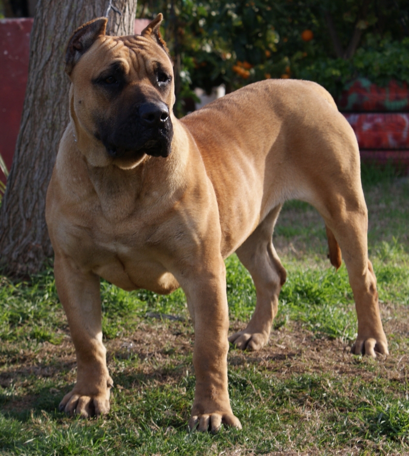 Perro De Presa Canario The Presa Canario Also Called The Dogo Canario Or Canary Dog Was Historically A Guardian And Cattle Driving Dog The Breed Originated