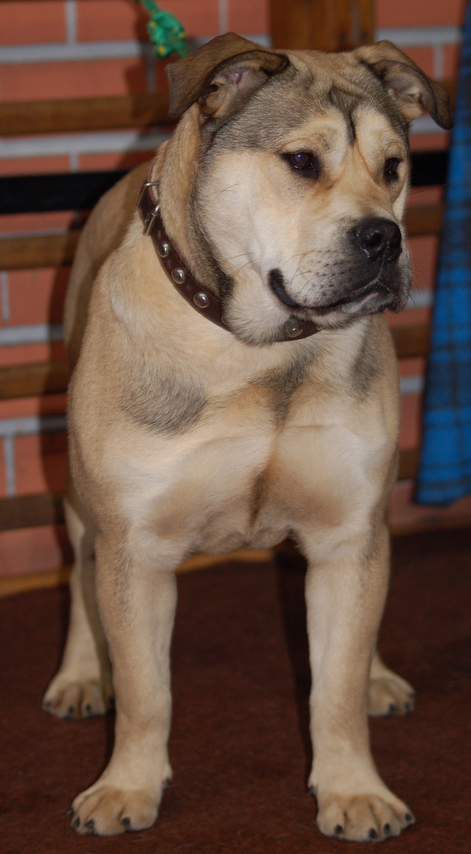 Симпатичная собака Ка де Бо фото