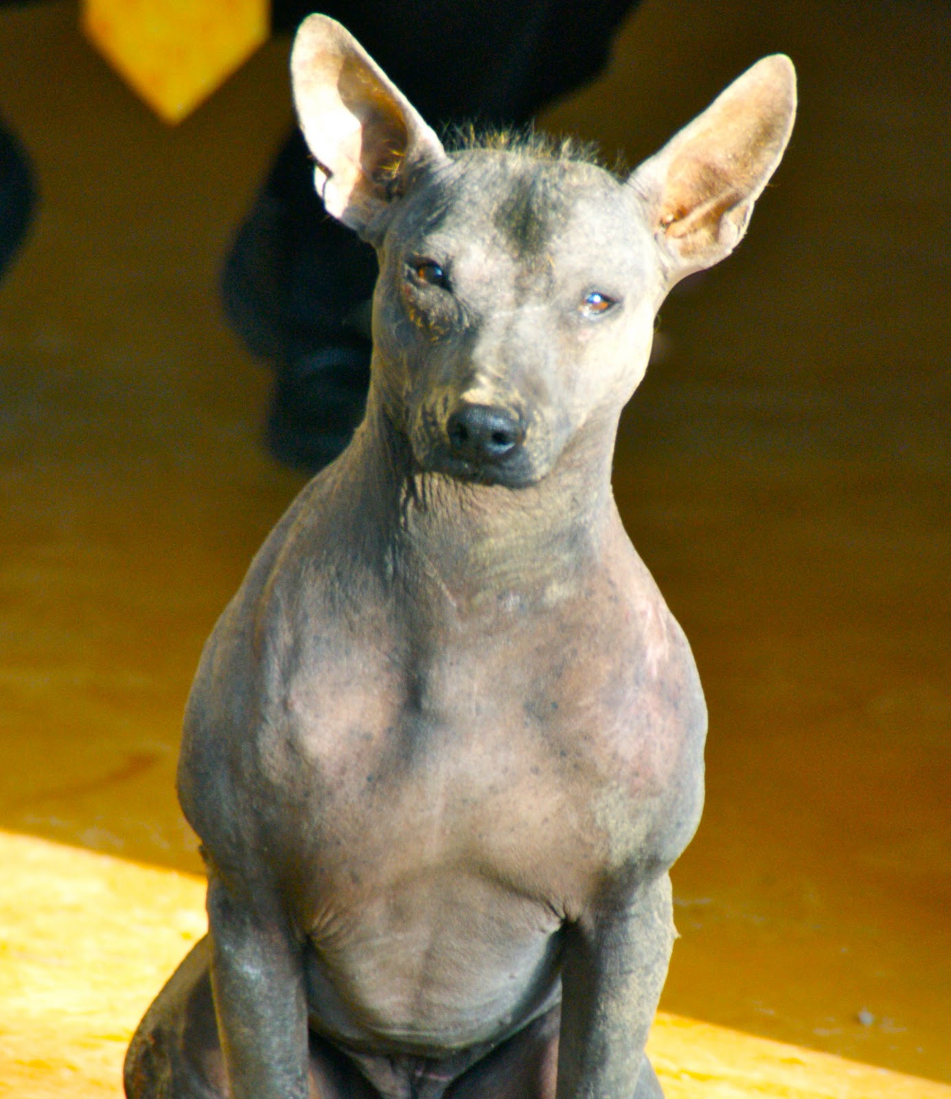 Симпатичная перуанская голая собака фото