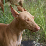 Cute Pharaoh Hound dog