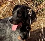 Cute Picardy Spaniel dog