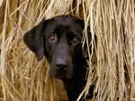 Cute Plott Hound dog